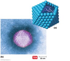 Polyhedral virus structure