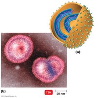 Enveloped helical virus structure (influenza)