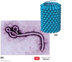 Helical virus structure