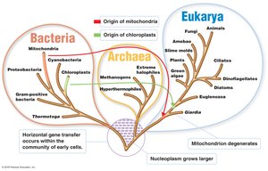 Three-domain system: Bacteria, Archaea, Eukarya