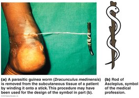 Parasitology: study of protozoa and parasitic worms