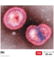 Morphology of an enveloped helical virus (influenza)