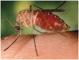Diseases in focus: West Nile virus transmission by mosquito
