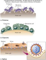 Adhesion factors: fimbriae, capsules, spikes