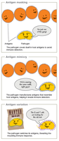 Antigen masking, mimicry, and variation