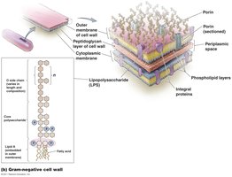 Gram-negative cell wall and endotoxin structure