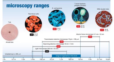 Microscopy ranges and scale of microorganisms