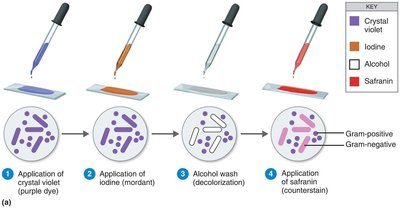 Steps of Gram staining