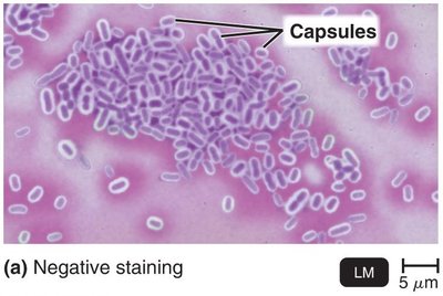 Negative staining for capsules