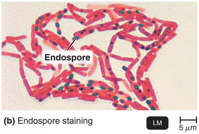 Endospore staining