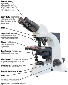Parts of a compound light microscope