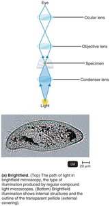 Brightfield illumination and specimen image