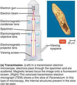 Transmission electron microscope and TEM image