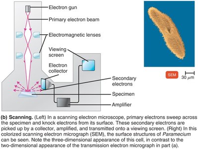 Scanning electron microscope and SEM image