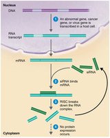 Gene silencing by siRNA