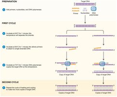 Polymerase Chain Reaction steps