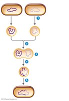 Protoplast fusion process
