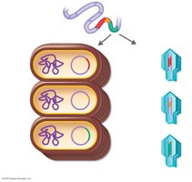 Genomic library construction