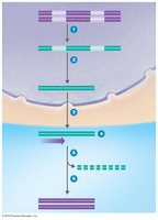 Making cDNA from eukaryotic gene