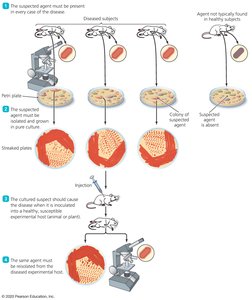 Diagram illustrating Koch's postulates