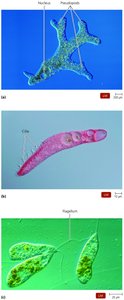 Light micrographs of protozoa with pseudopods, cilia, and flagella