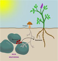 Microbial interactions with rocks, fungi, and plants for nutrient acquisition