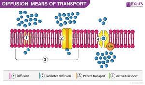 Diffusion and transport mechanisms across cell membranes