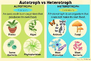 Comparison of autotrophs and heterotrophs