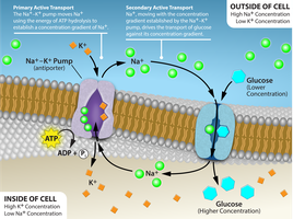 Primary and secondary active transport mechanisms