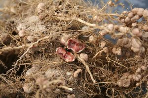 Root nodules containing nitrogen-fixing bacteria