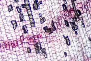 Microscopic image of cells