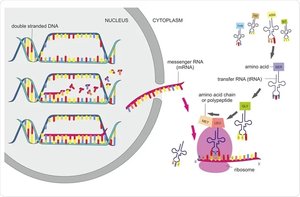 Transcription and translation overview