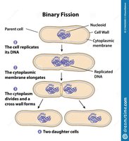 Binary fission steps