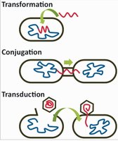 Bacterial genetic transfer mechanisms