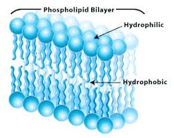 Phospholipid bilayer diagram