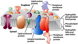 Detailed plasma membrane structure with proteins