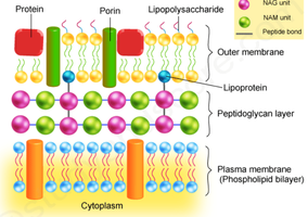 Gram-negative cell wall structure