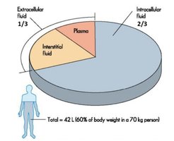 Pie chart of body fluid compartments