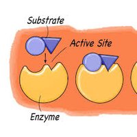Enzyme-substrate lock and key model