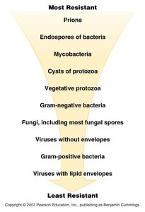 Relative resistance of microbes to chemical agents