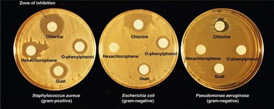 Disk diffusion test showing zones of inhibition for different disinfectants against various bacteria