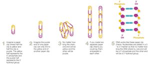 Antiparallel arrangement of DNA strands