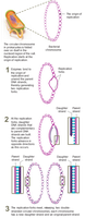 Steps of DNA replication in prokaryotes