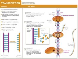 Steps of transcription