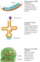 Types of RNA: mRNA, tRNA, rRNA