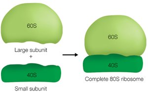 Ribosome subunits