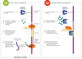 arg operon regulation