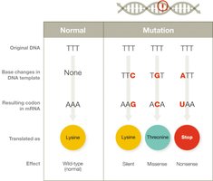 Types of mutations: substitution, insertion, deletion