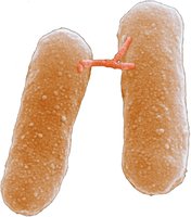 Bacterial conjugation