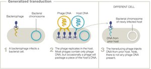 Generalized transduction by bacteriophage